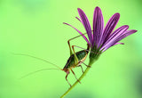 Katydid Poster och Canvastavla