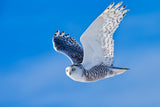 Snow Owl Poster och Canvastavla