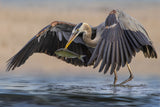 Heron Poster och Canvastavla