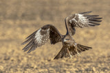 Black kite Poster och Canvastavla