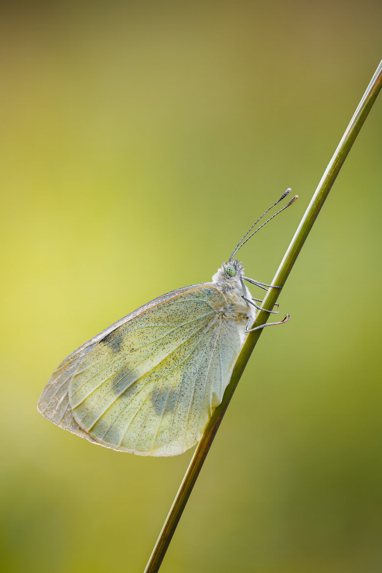 Cabbage white on a straw Poster och Canvastavla