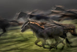 In gallop Poster och Canvastavla