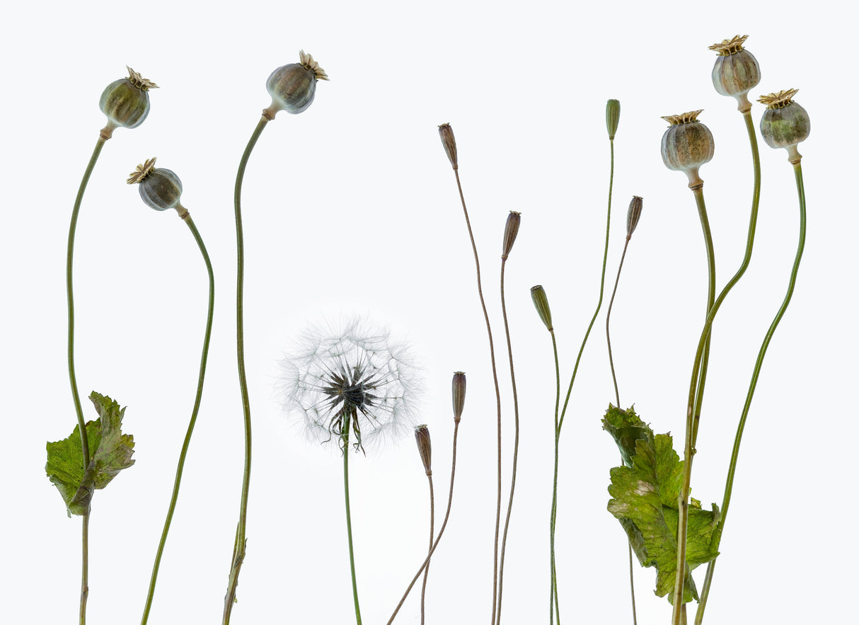 Seedheads Poster och Canvastavla