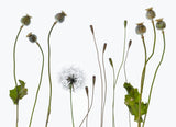Seedheads Poster och Canvastavla