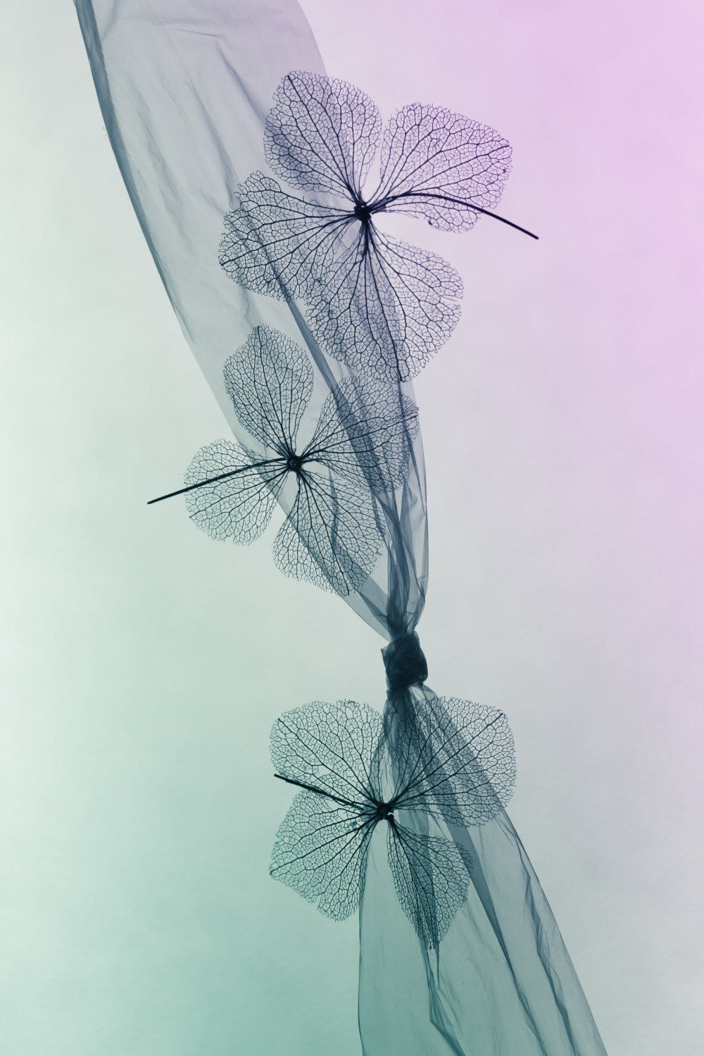 3 Flowers Poster och Canvastavla