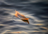 Floating Poster och Canvastavla