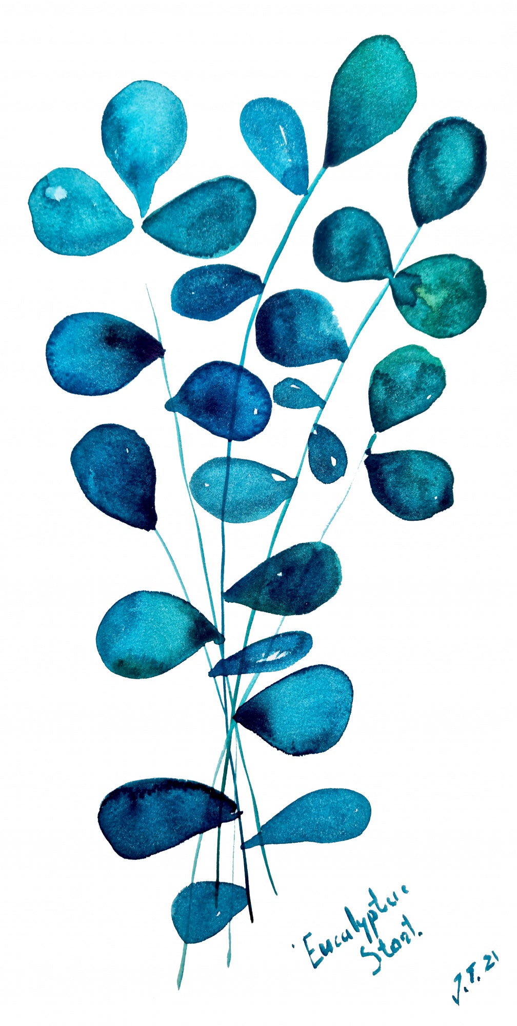 Eucalyptus Poster och Canvastavla