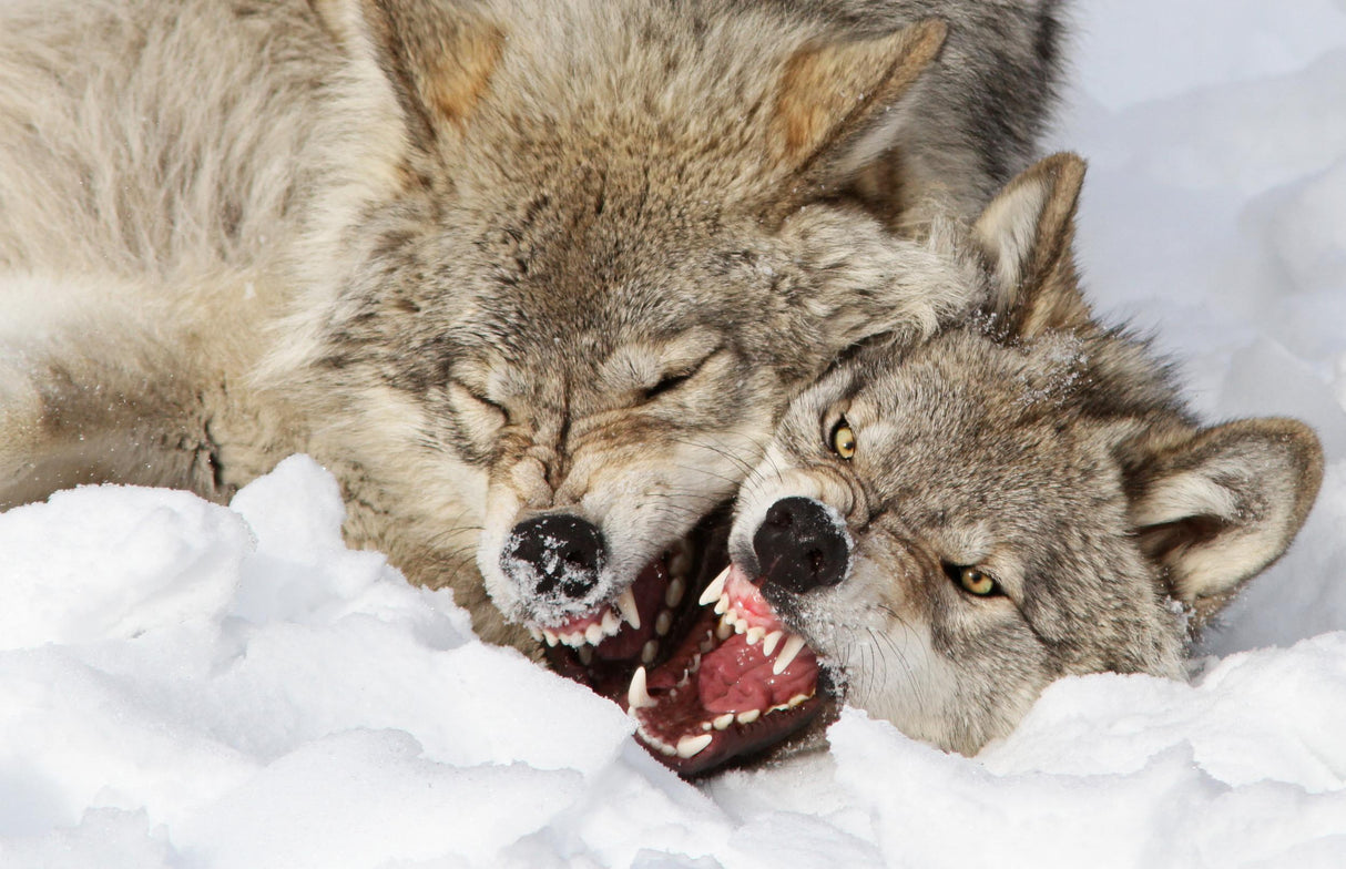 Wolves Rules Poster och Canvastavla