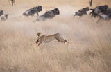 Cheetah Hunting Poster och Canvastavla