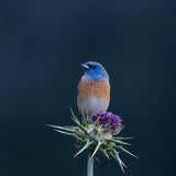 Sitting on purple flower Poster och Canvastavla