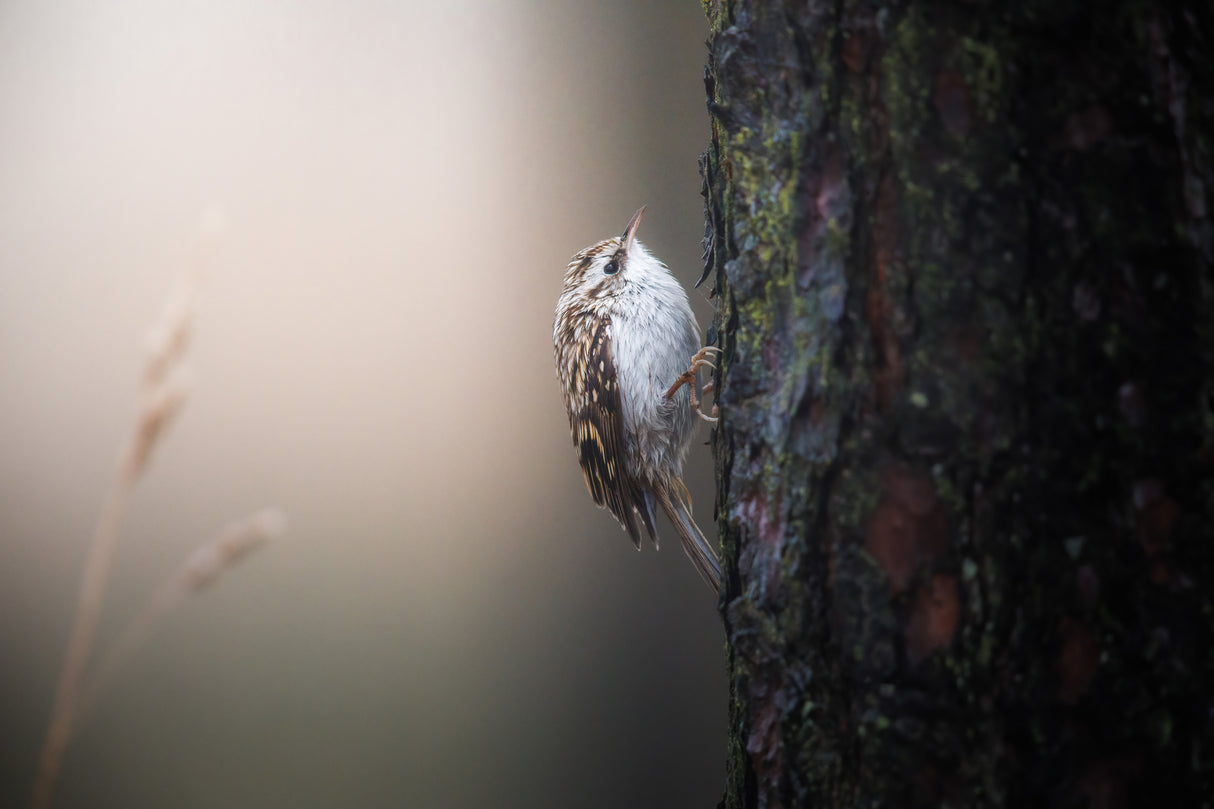 Tree creeping treecreeper Poster och Canvastavla