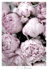 Smile and dream peonies Poster och Canvastavla
