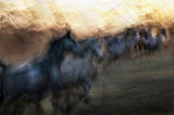gallop to the unknown Poster och Canvastavla