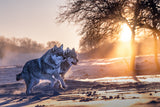 Two northern wolves Poster och Canvastavla