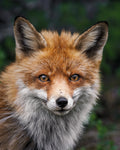 Red fox Poster och Canvastavla