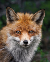 Red fox Poster och Canvastavla