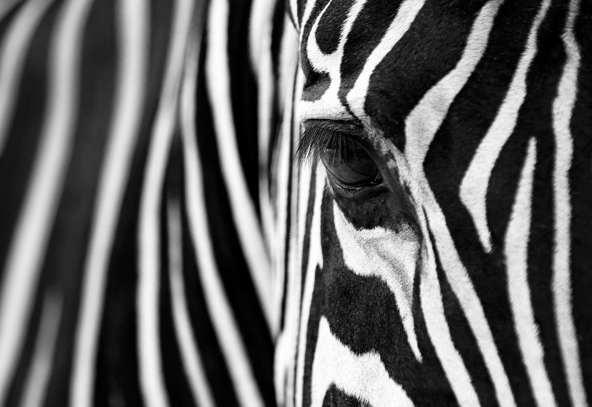 Zebra Maze Poster och Canvastavla