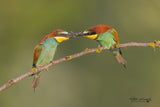 BEE-EATERS FEEDING EACH OTHER Poster och Canvastavla