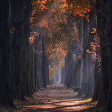 Sunshine road Poster och Canvastavla