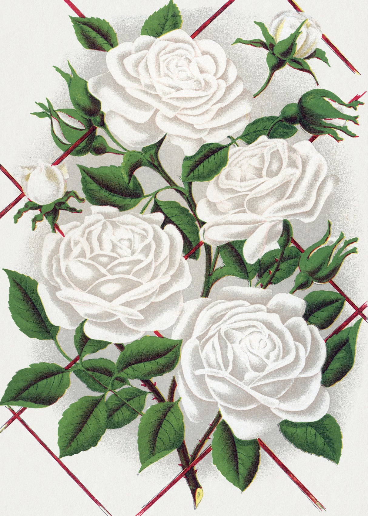 White Rose, Baltimore Belle Lithograph Poster och Canvastavla