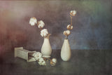 The smell of cotton. Poster och Canvastavla