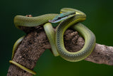 green snake Poster och Canvastavla