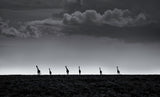 6 Giraffes Poster och Canvastavla