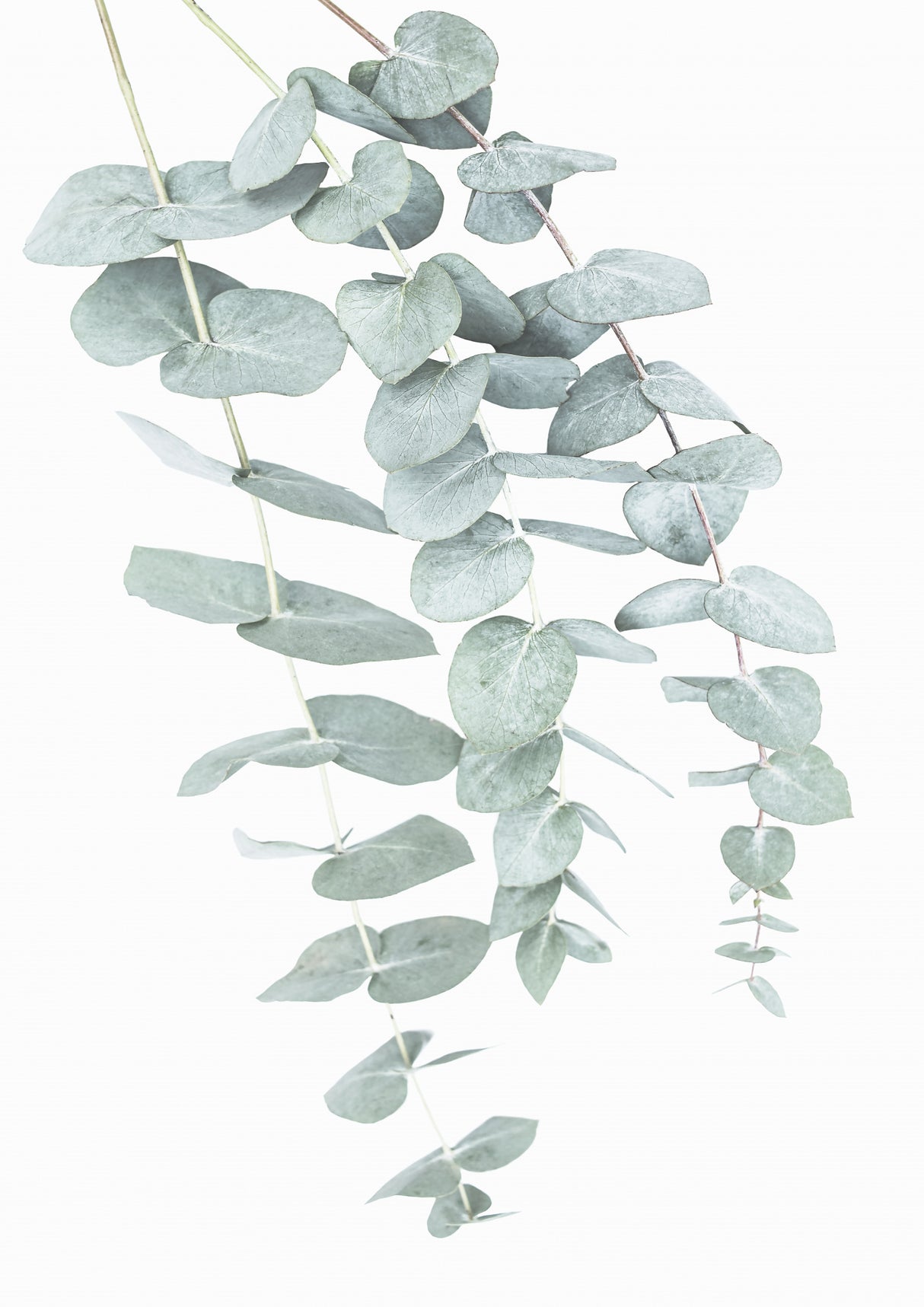 Eucalyptus I Poster och Canvastavla