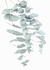Eucalyptus I Poster och Canvastavla