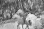 Black and white winter Poster och Canvastavla