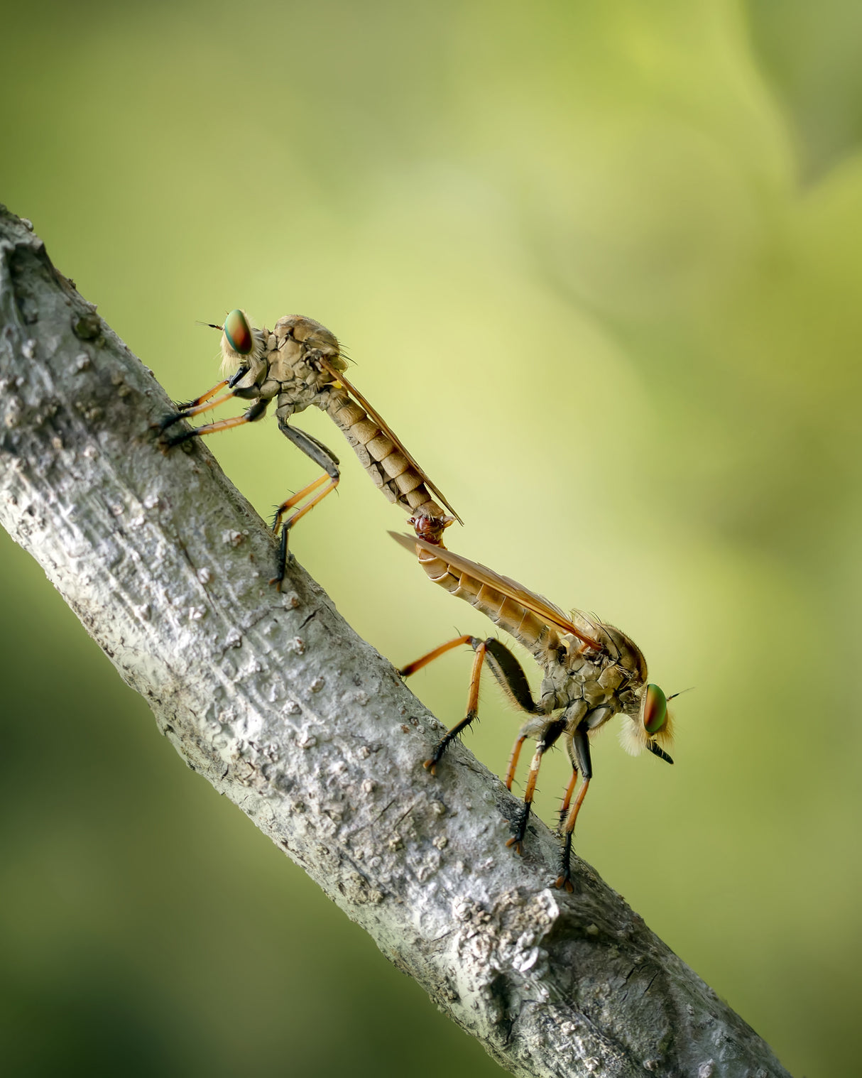 Mating Robberfly Poster och Canvastavla