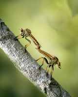 Mating Robberfly Poster och Canvastavla