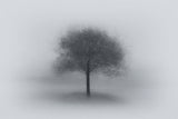 Tree in Fog Poster och Canvastavla