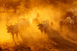 Cattle Herd Poster och Canvastavla