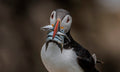 Puffins Dinner Poster och Canvastavla
