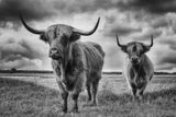 Highlands Poster och Canvastavla