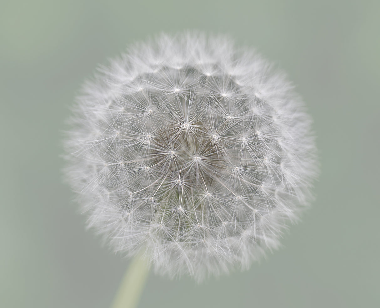 Dandelion Seedball Poster och Canvastavla
