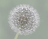 Dandelion Seedball Poster och Canvastavla