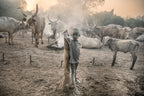 Young Mundari with his cattle Poster och Canvastavla