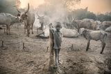 Young Mundari with his cattle Poster och Canvastavla