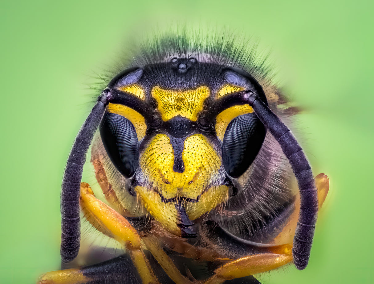 Yellow jacket Poster och Canvastavla