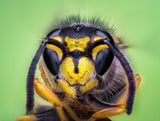 Yellow jacket Poster och Canvastavla