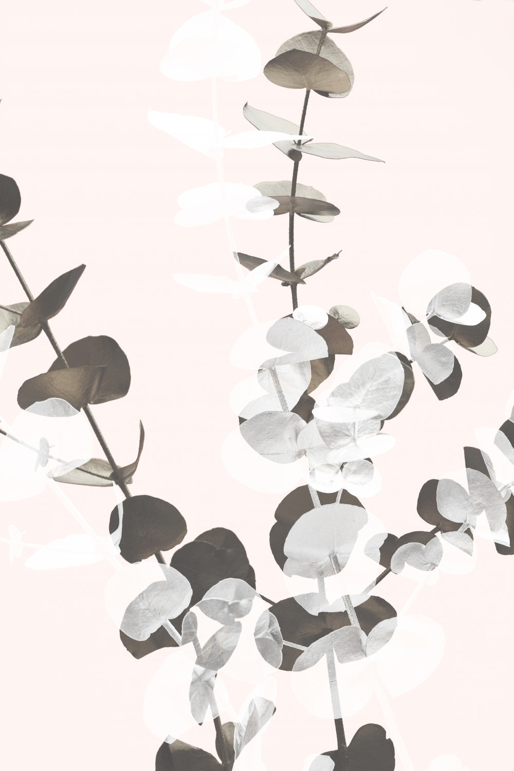 Eucalyptus Creative 12 Poster och Canvastavla