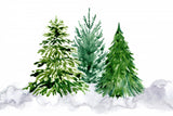 Three watercolor pine trees Poster och Canvastavla