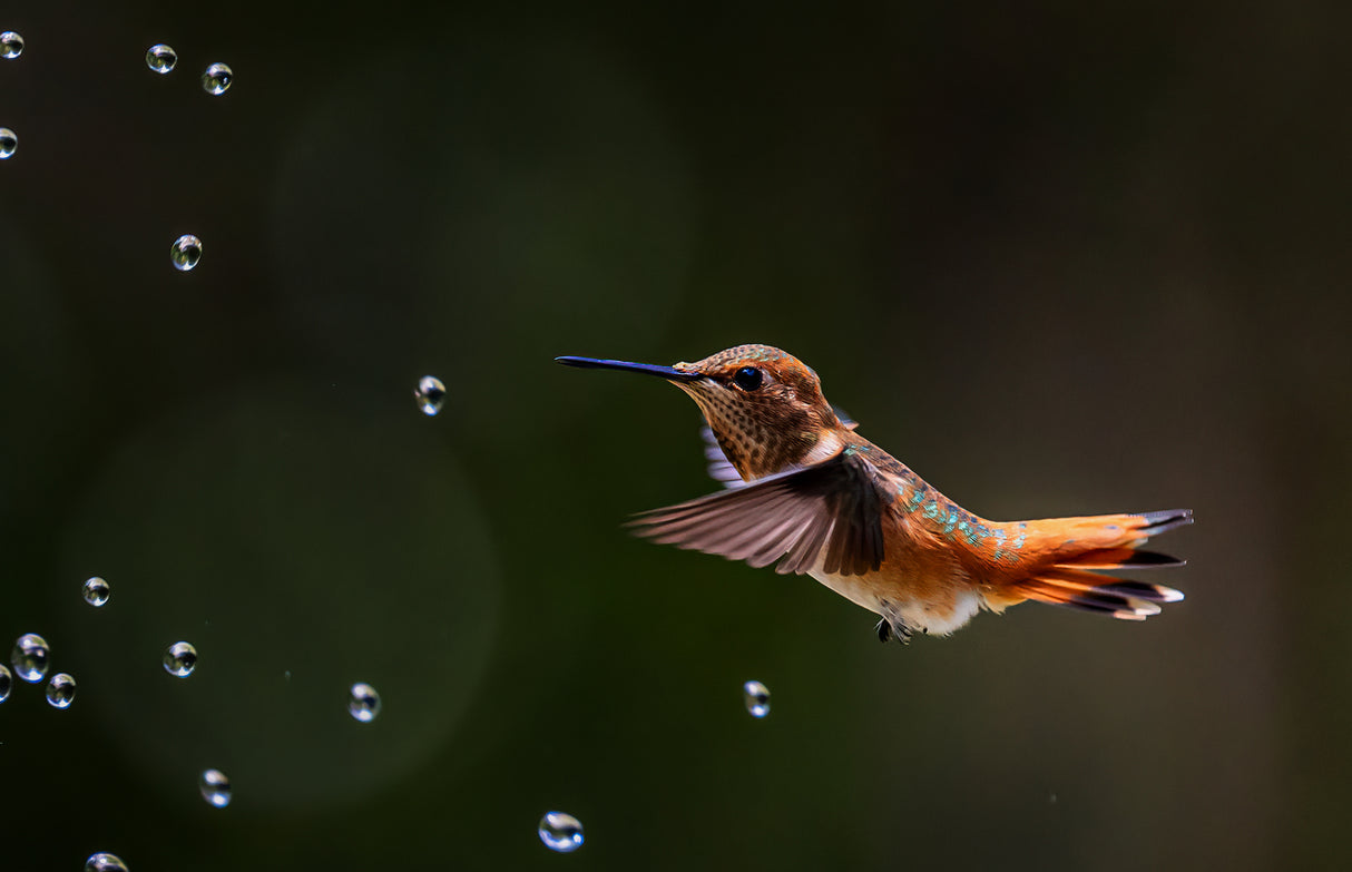 Hummingbird and Water Bubbles Poster och Canvastavla