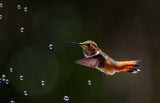 Hummingbird and Water Bubbles Poster och Canvastavla