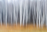 Autumn Mood Poster och Canvastavla