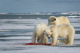 Mother with cubs Poster och Canvastavla