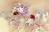 Ladybirds and hydrangea Poster och Canvastavla