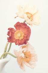 Poppies Poster och Canvastavla